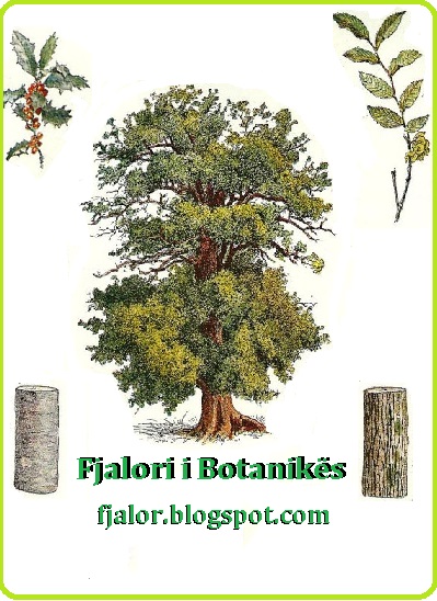 Fjalor botanik | Fjalori i Botanikes