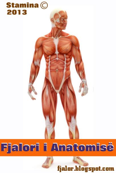 Fjalori i Anatomise – Fjalor Anatomik