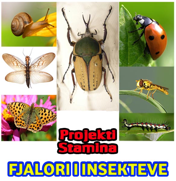 Fjalori i insekteve/ kandrrave